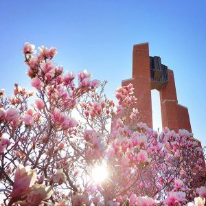 Blooms by the Bell Tower